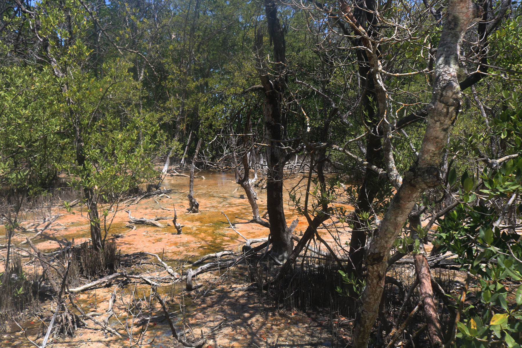Mangrove trees surround a body of terracotta colored water.